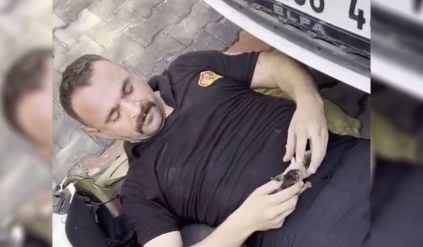 Diyarbakır'da araçta doğan kediler itfaiye ekiplerince çıkarıldı