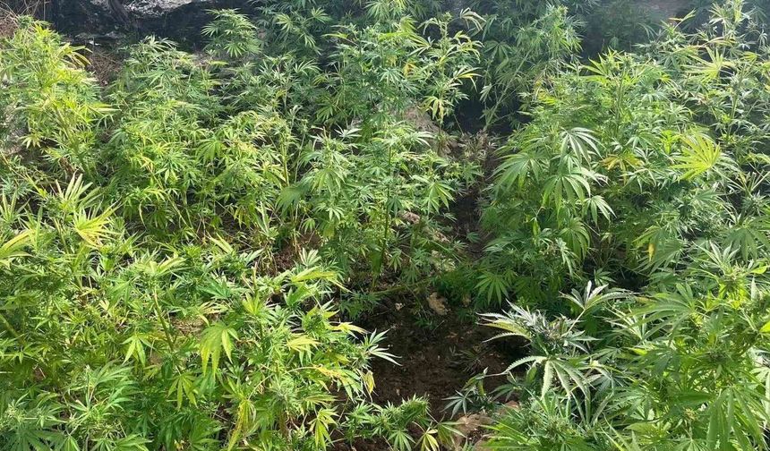Diyarbakır'da 44 bin 327 kök kenevir ele geçirildi