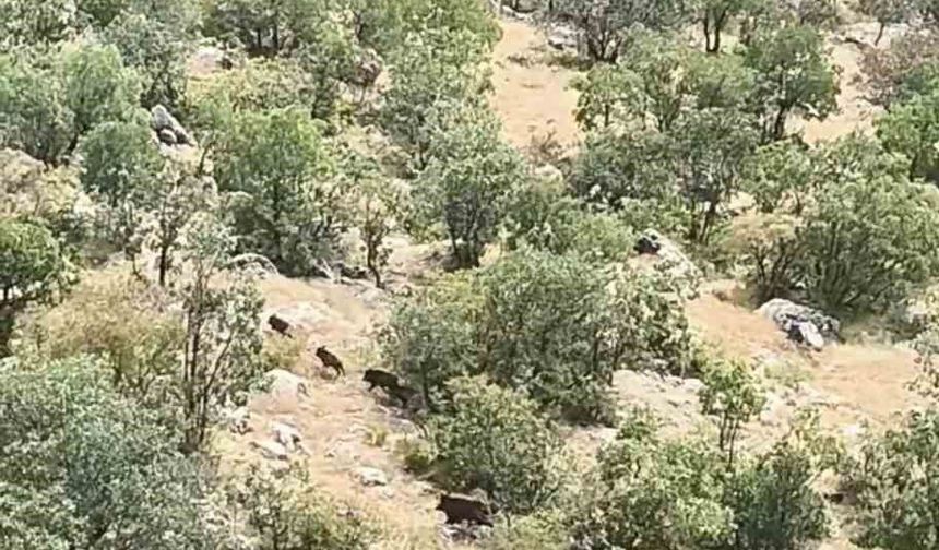 Diyarbakır'da domuz sürüsü görüntülendi