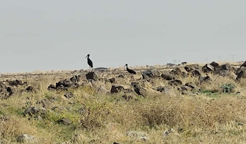Diyarbakır'da leylek göçü başladı