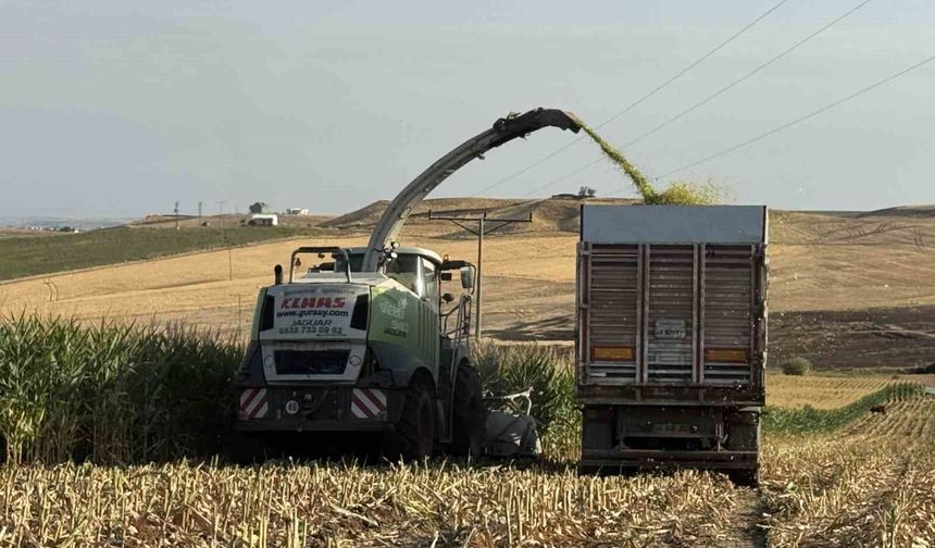 Diyarbakır'da silajlık mısır hasadı başladı