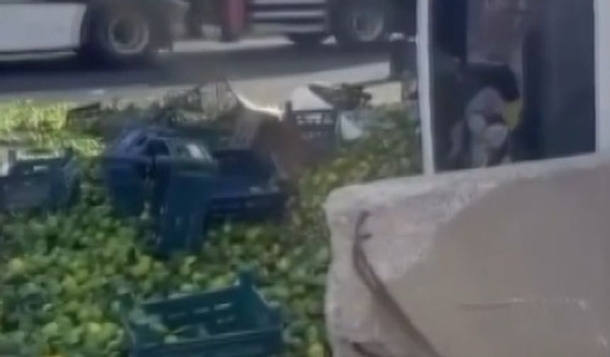 Gaziantep'te mandalina yüklü kamyon devrildi