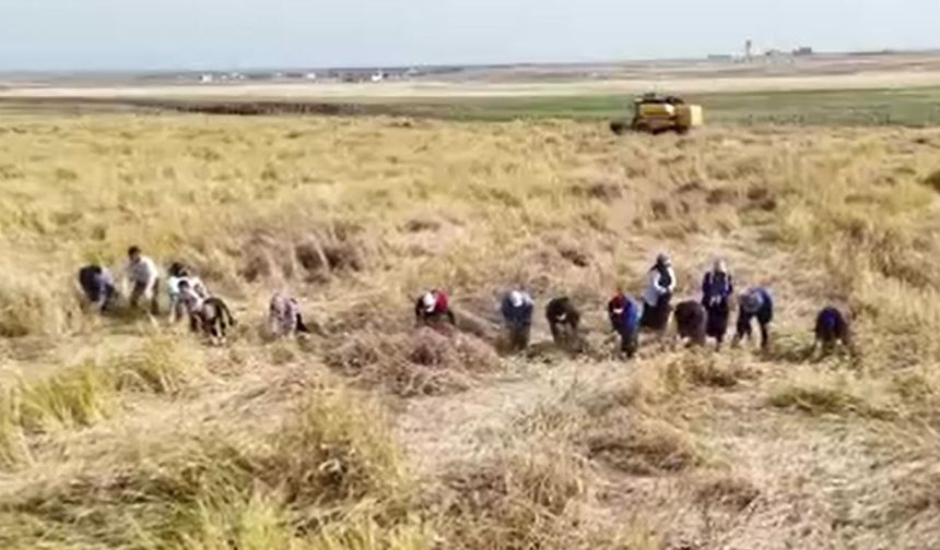 Diyarbakır'ın tescilli Karacadağ pirinci hem biçerdöverle, hem de imece usulü biçiliyor
