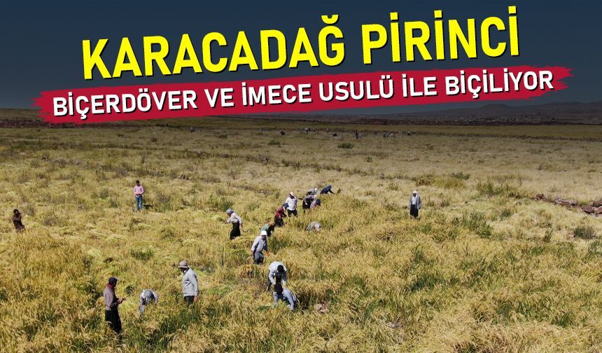 Karacadağ pirinci, biçerdöverin giremediği yerde imece usulü ile biçiliyor