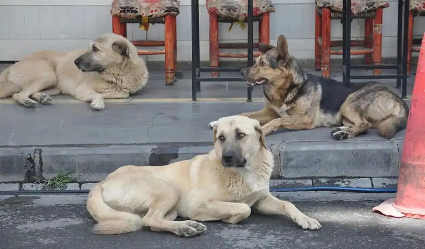 Derneklerden mama şirketlerine uzanan para trafiği incelemede