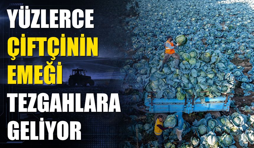 Diyarbakır, Van ve Bitlis'te boy gösterecek, Yüzlerce çiftçinin emeği tezgahlara geliyor