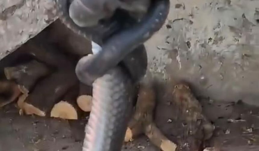 Diyarbakır'da odunluğa giren yılan paniğe neden oldu