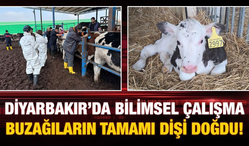 Diyarbakır’da önemli bilimsel çalışma: Buzağıların tamamı dişi doğdu!