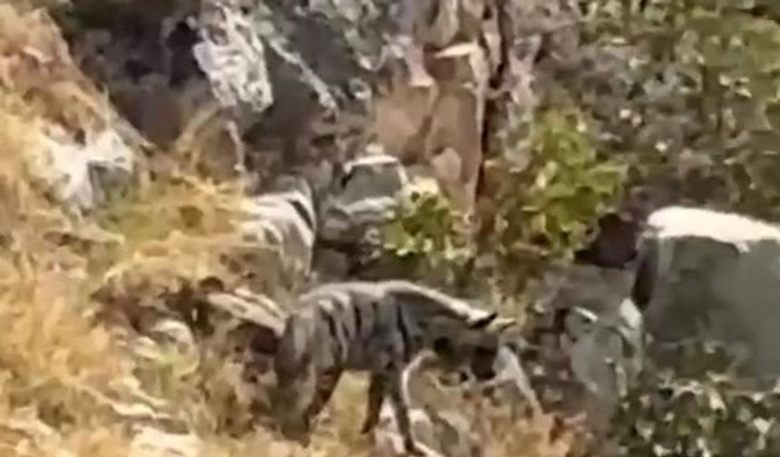 Gercüş'te nadir görülen çizgili sırtlan kameraya yansıdı