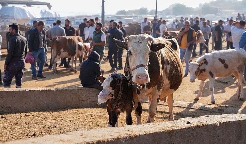 Diyarbakır'daki Canlı Hayvan Borsası hafta sonu kapalı olacak: İşte nedeni