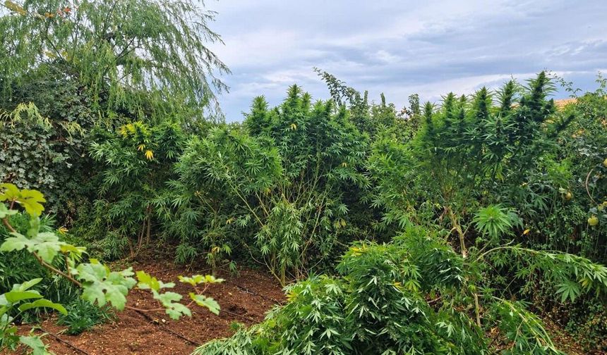 Diyarbakır'da 97 bin 743 kök kenevir/skunk ele geçirildi