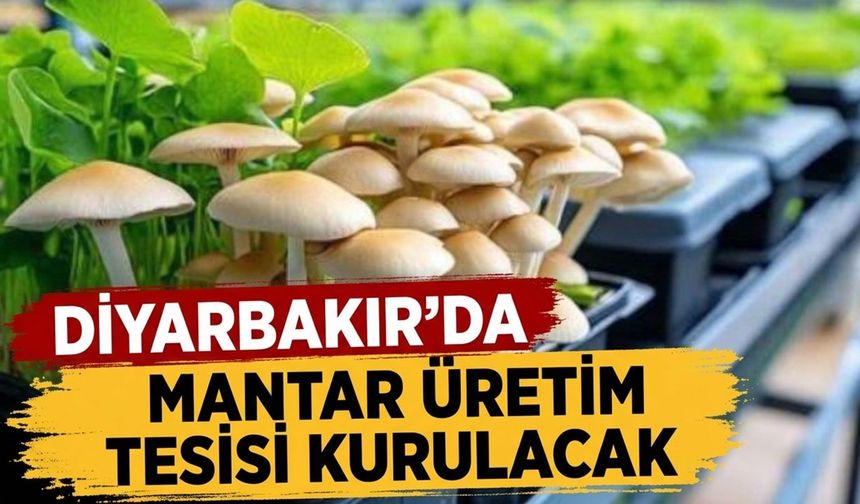 Diyarbakır'da mantar üretim tesisi kurulacak