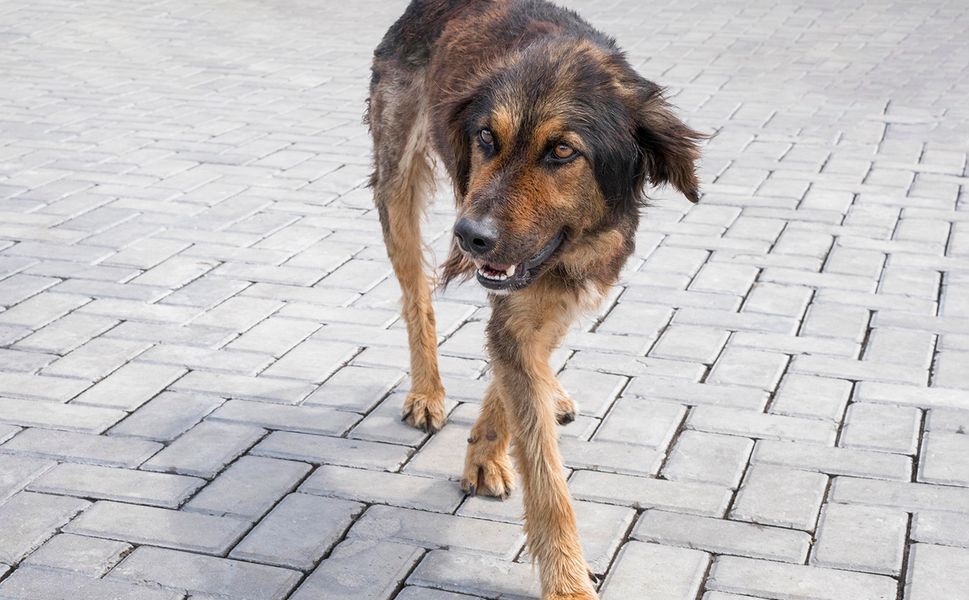 Diyarbakır’da sokak köpeği saldırısı: 2 kişi yaralandı