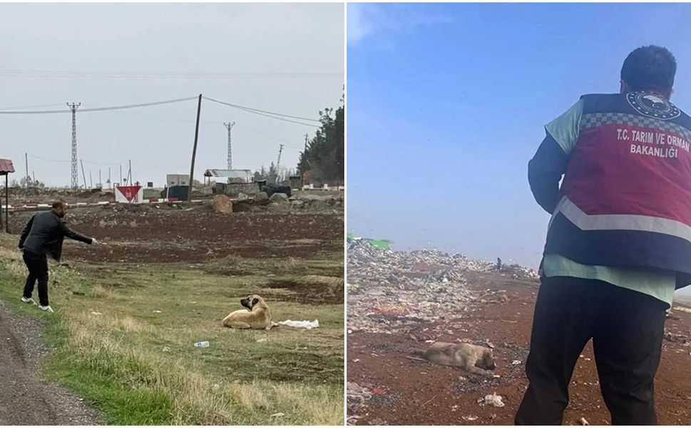 Diyarbakır'da sokak hayvanlarına kuduz aşısı uygulandı