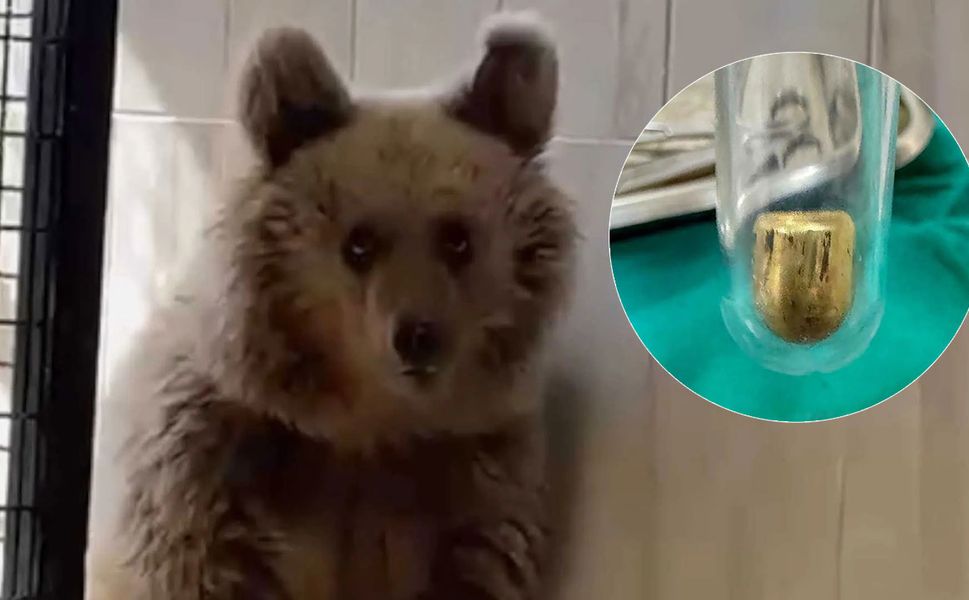 Silahla vurulan ayı yavrusu Diyarbakır'a getirildi: Mermi balistiğe gönderildi