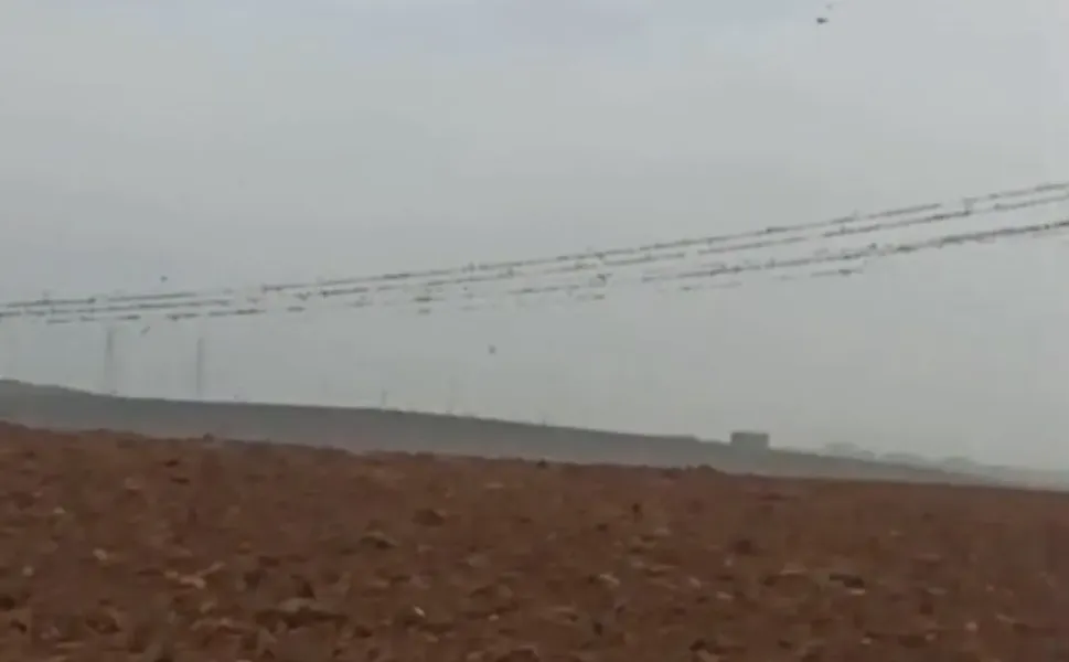 Diyarbakır'da elektrik kesintisinin nedeni kuşlar mı?