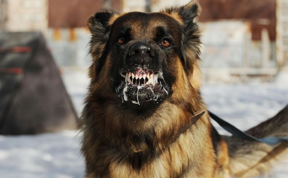 Kuduzdan 1 kişinin öldüğü Diyarbakır'da sokak köpekleri sorunu bitirilmiyor: Köpek iki kişiyi daha ısırdı