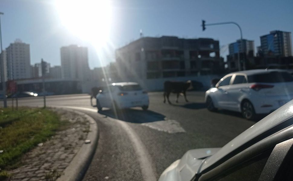 Ambulans sireni mi, inek möösü mü? Diyarbakır'da öncelik hangisi?